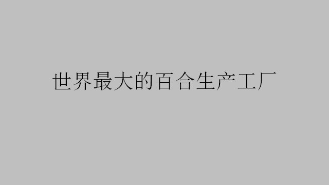世界最大的百合生產(chǎn)工廠